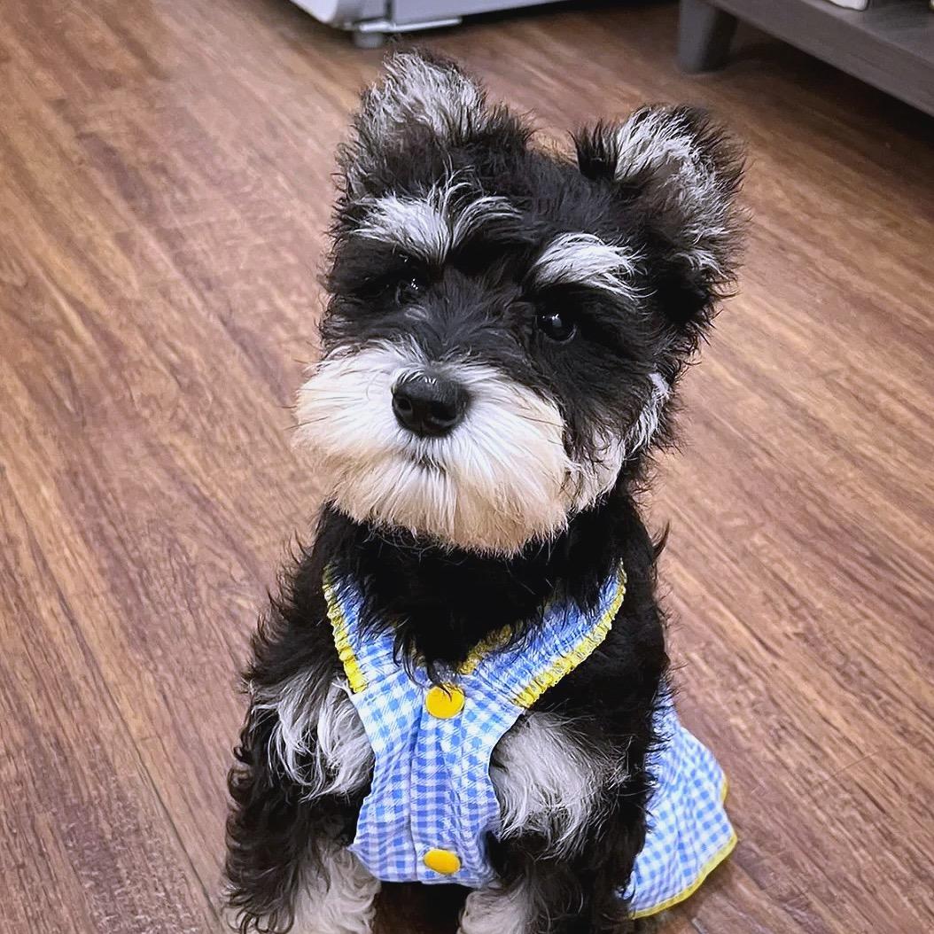 乔妹小型犬养殖繁育