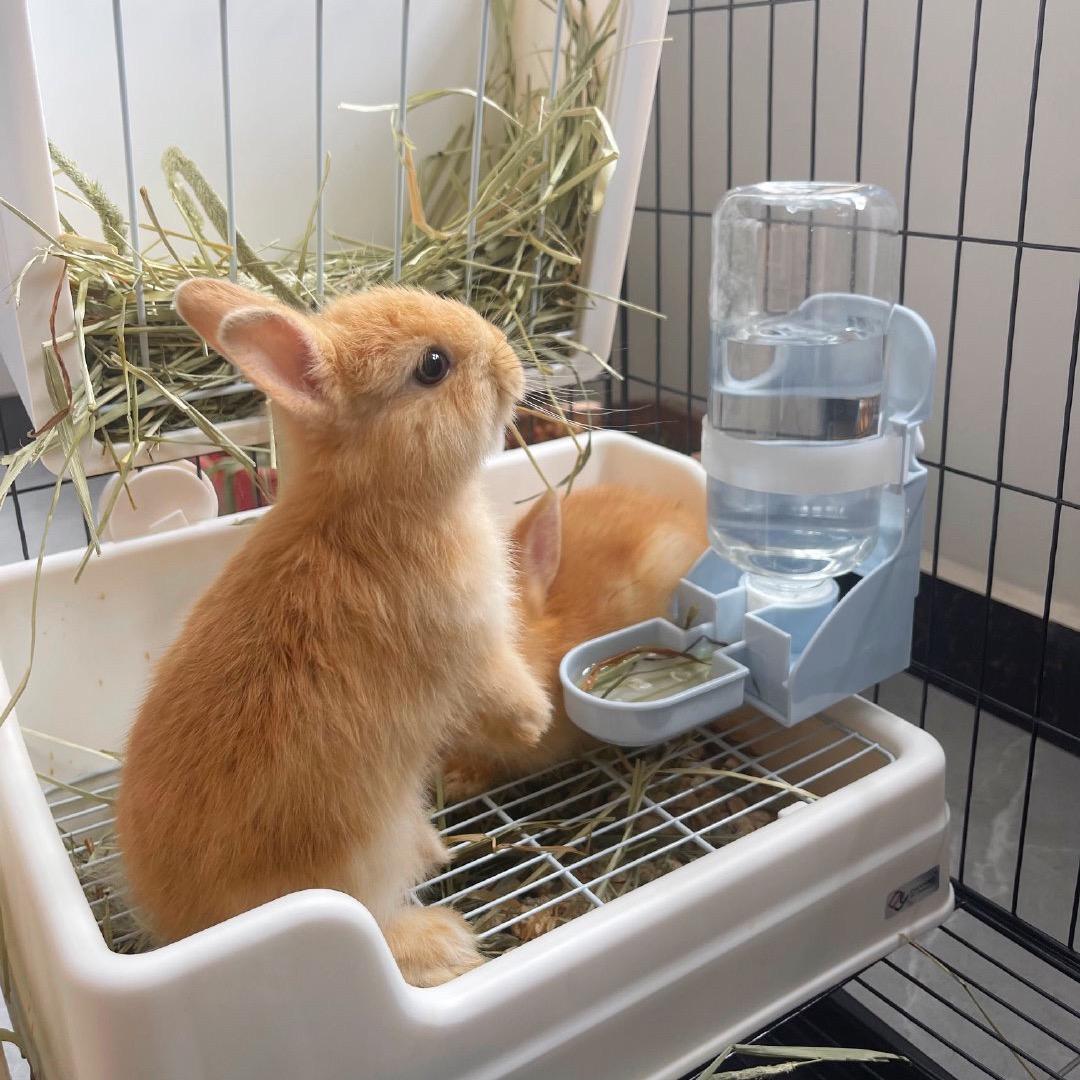 呆美小侏儒🐰