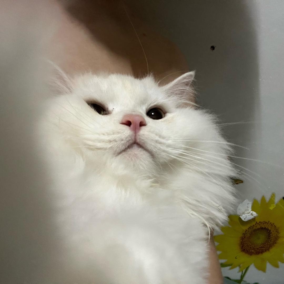 小泷
