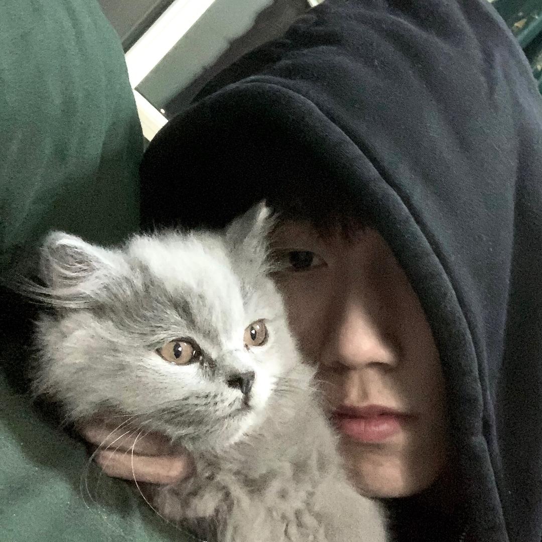 硕宝的猫