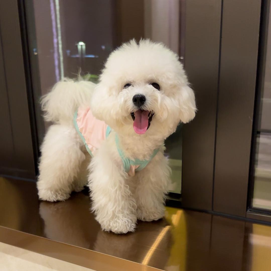 罐罐比熊