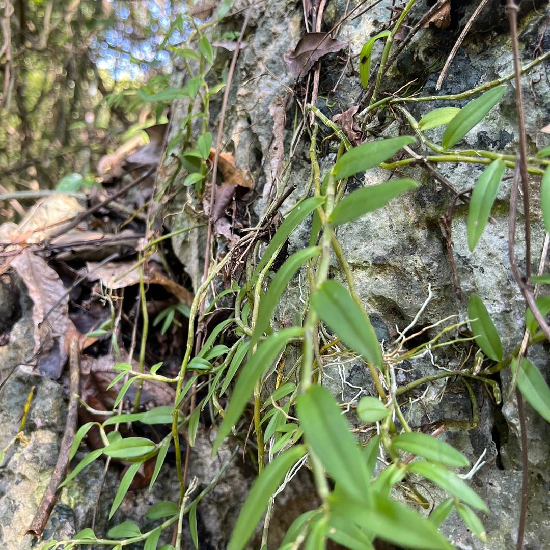 绿水青山、