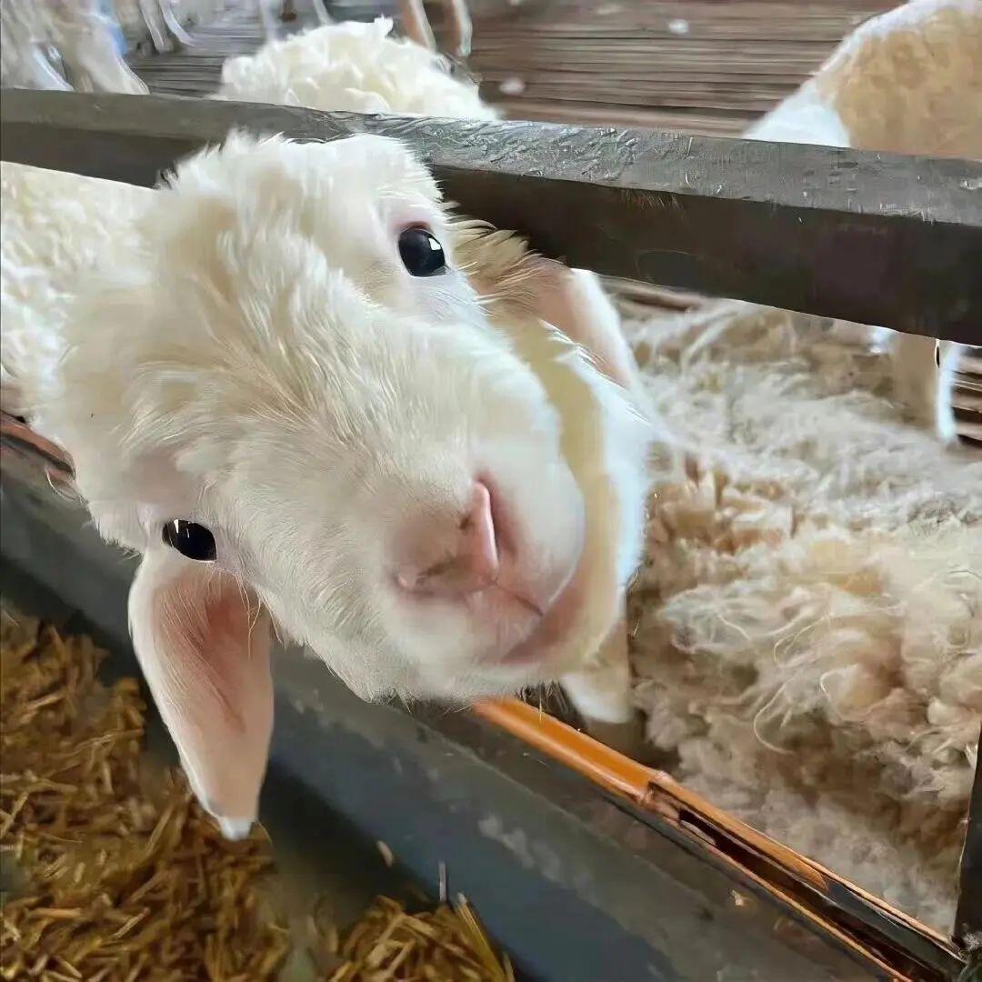 阿里嘎多懒羊羊🐑