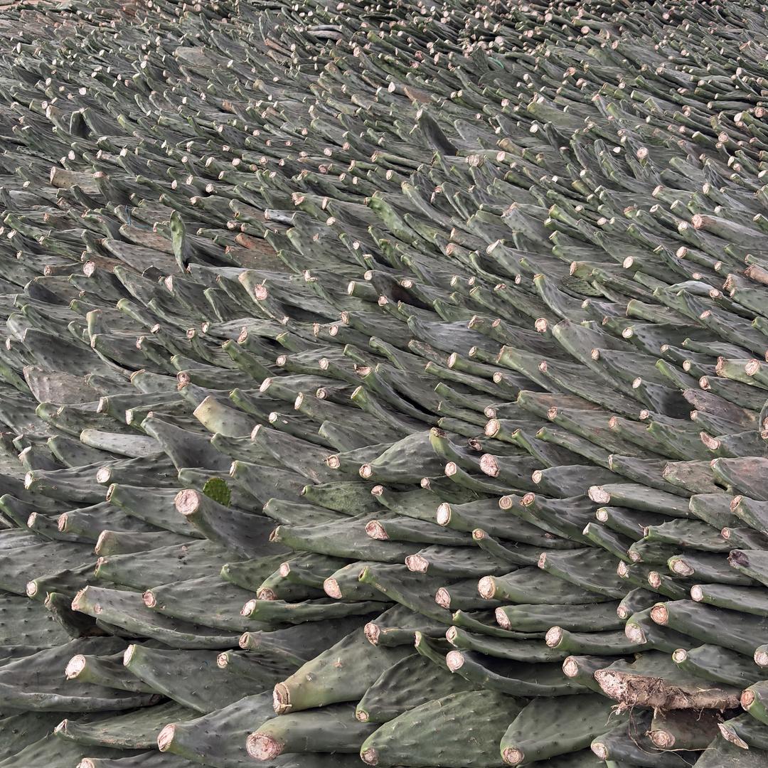 峨山云品冠仙人掌