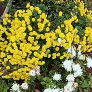 雨后的彩虹🌈