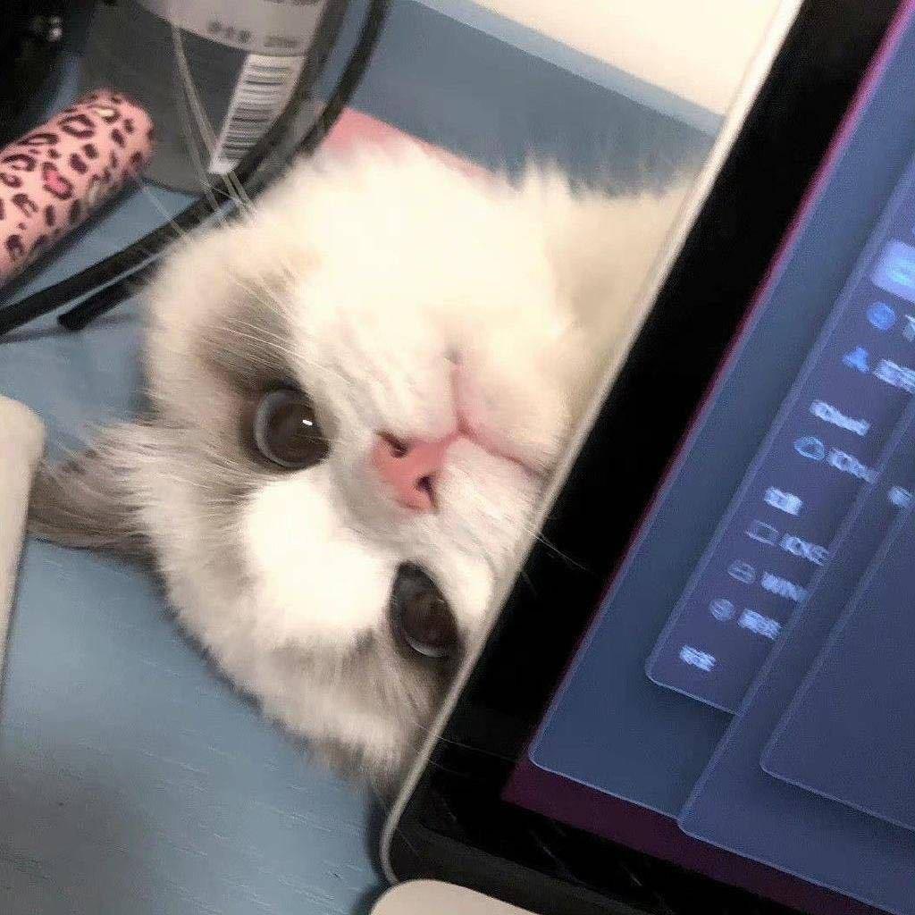 💤