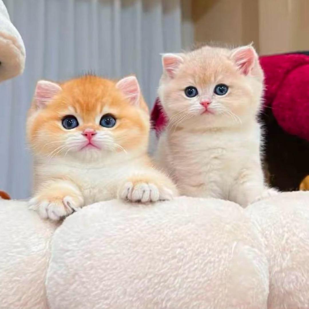🐱猫界星球🌍