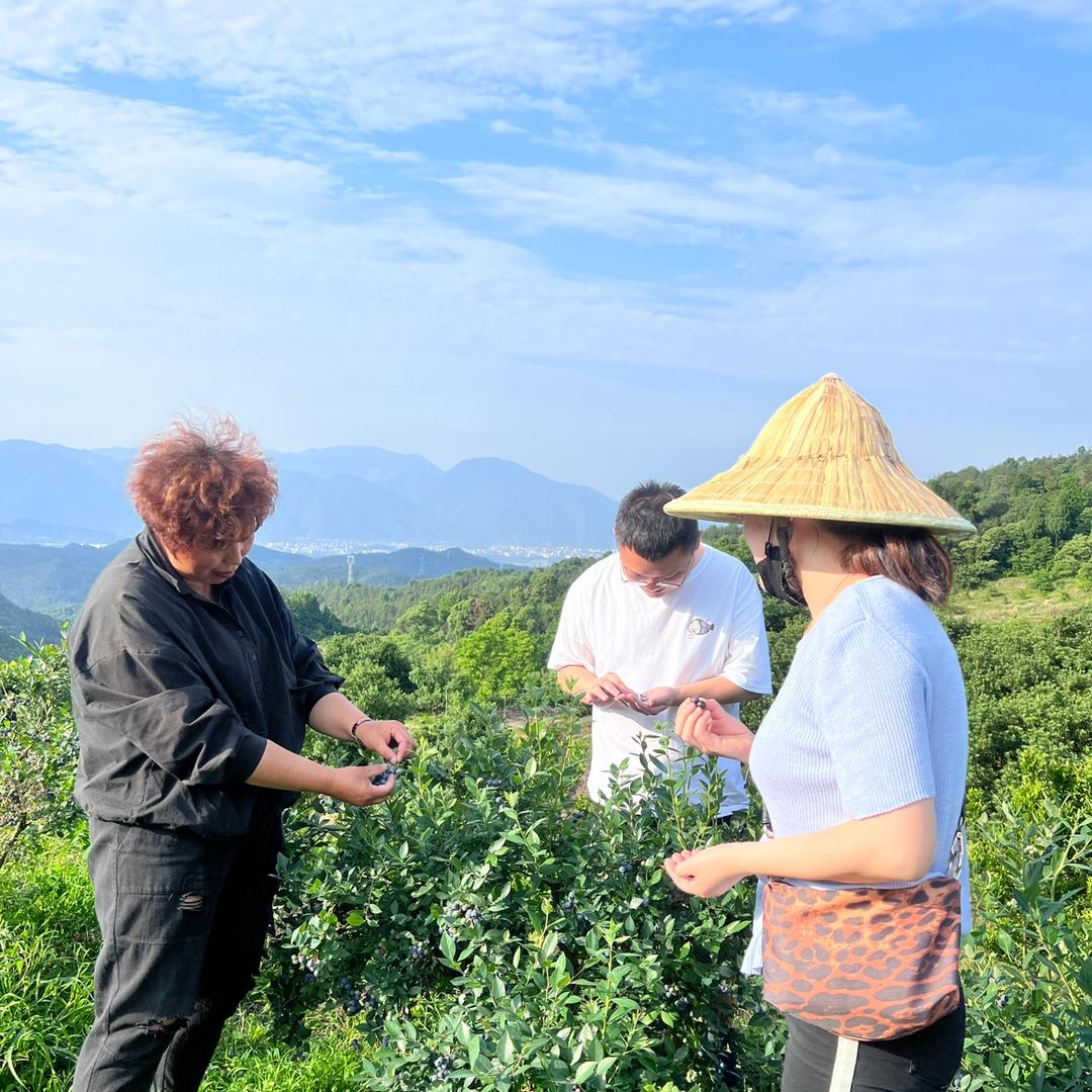 仙居杨梅 梅梅子（6月上市）