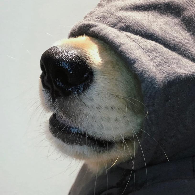 狗贩_bieber