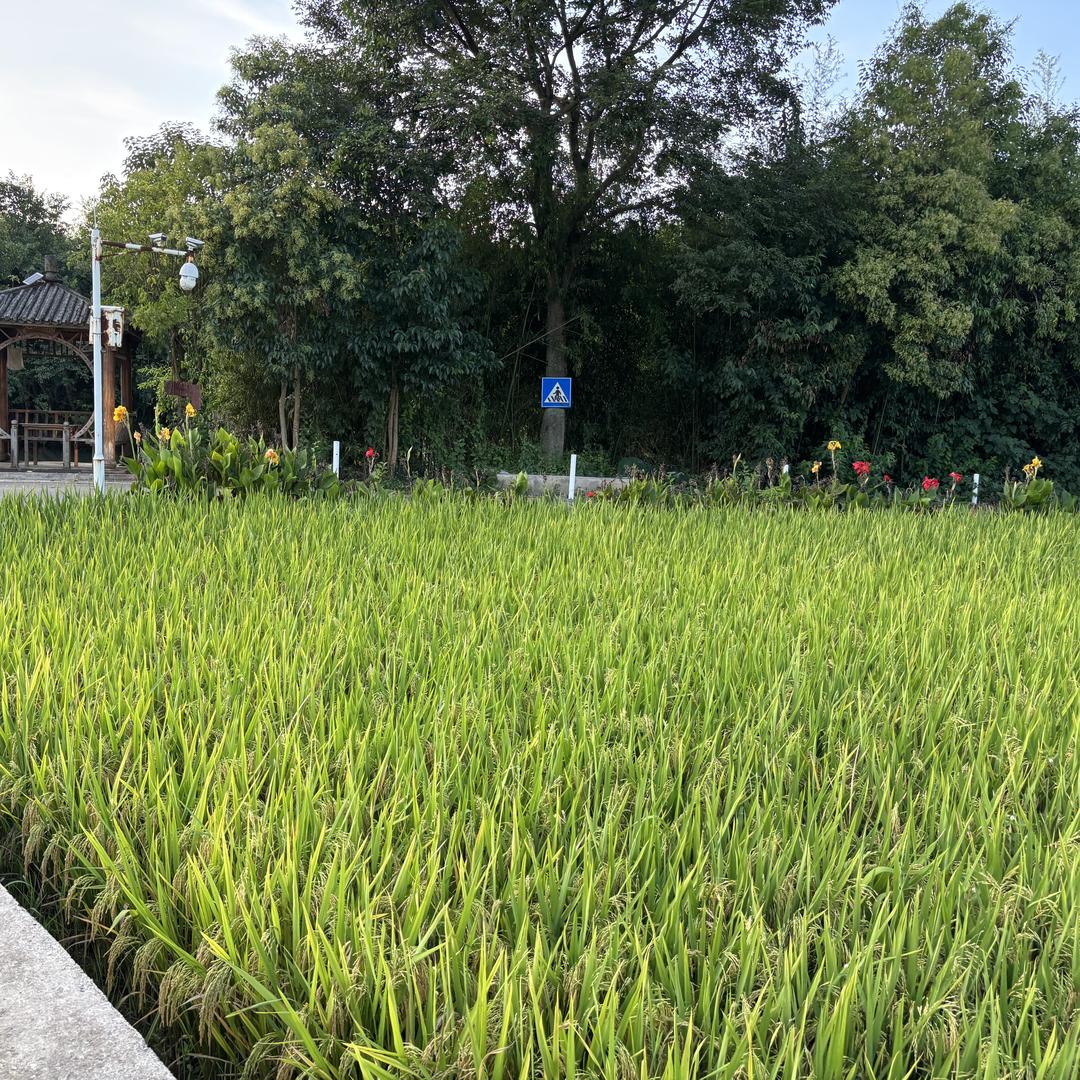 8小馒头