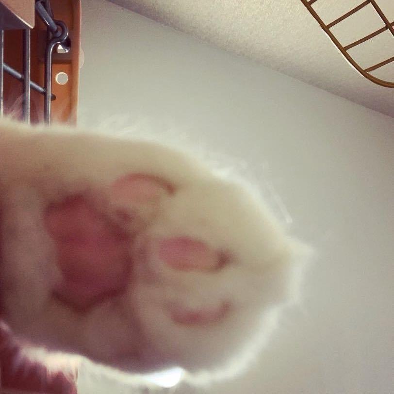 兔吐🐰