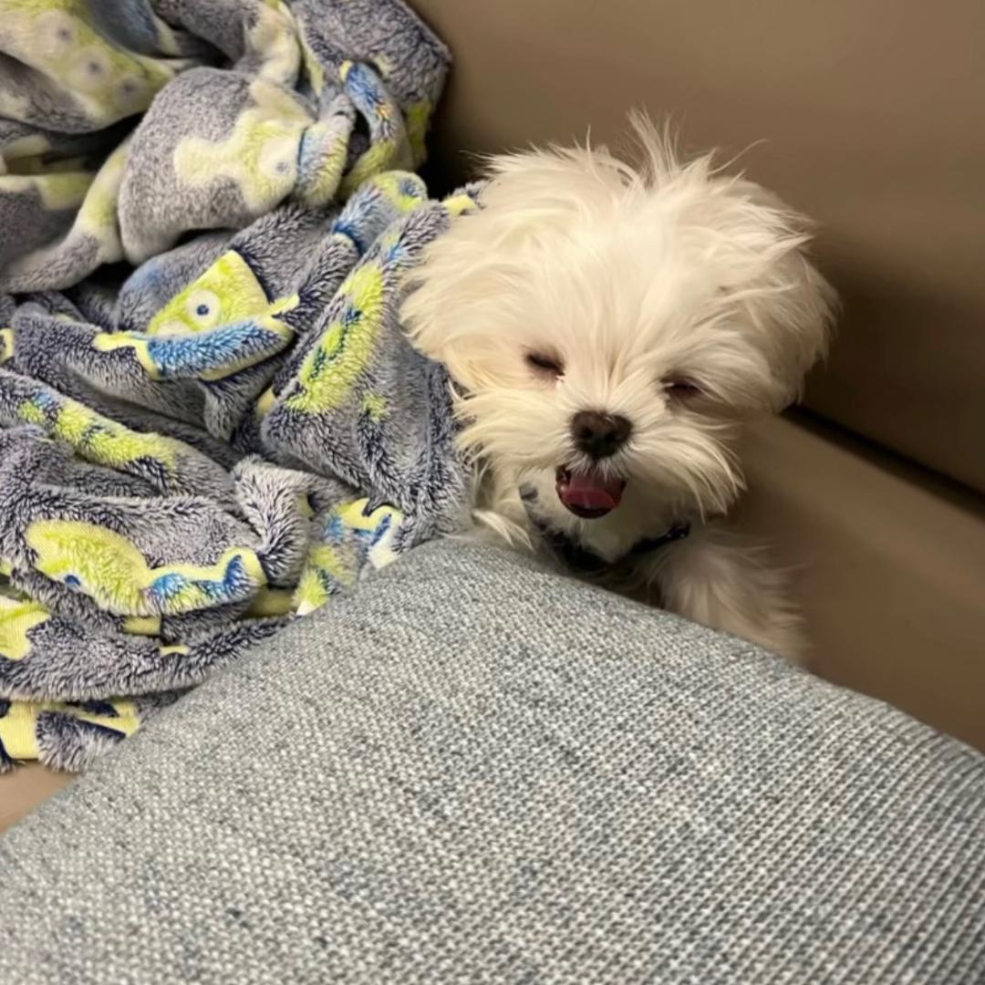 小洋说什么都是对的