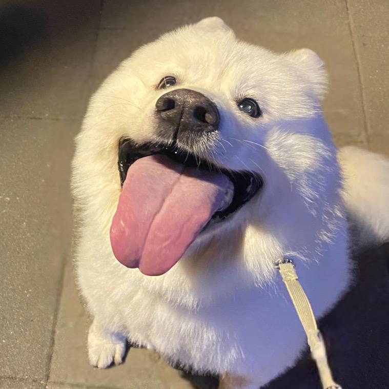 小镇萨摩耶可乐