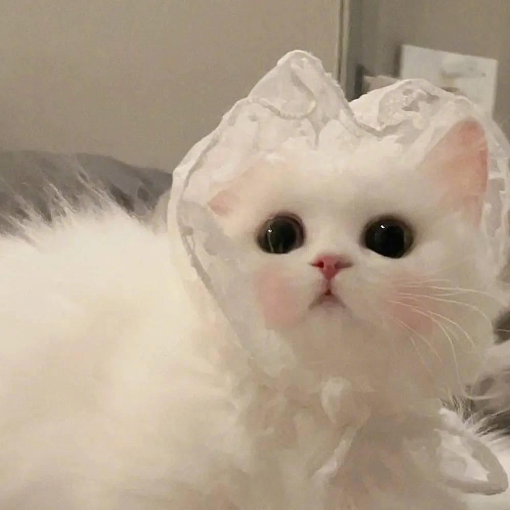 屁屁薯