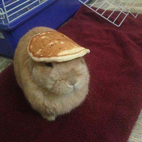 蹩脚驴