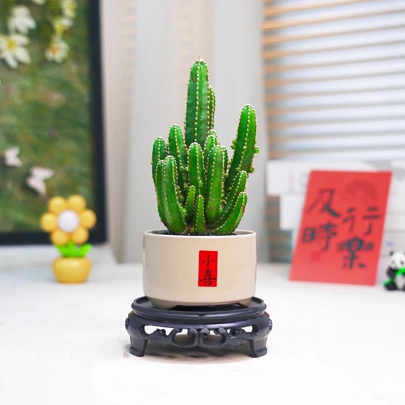 绿植乐园