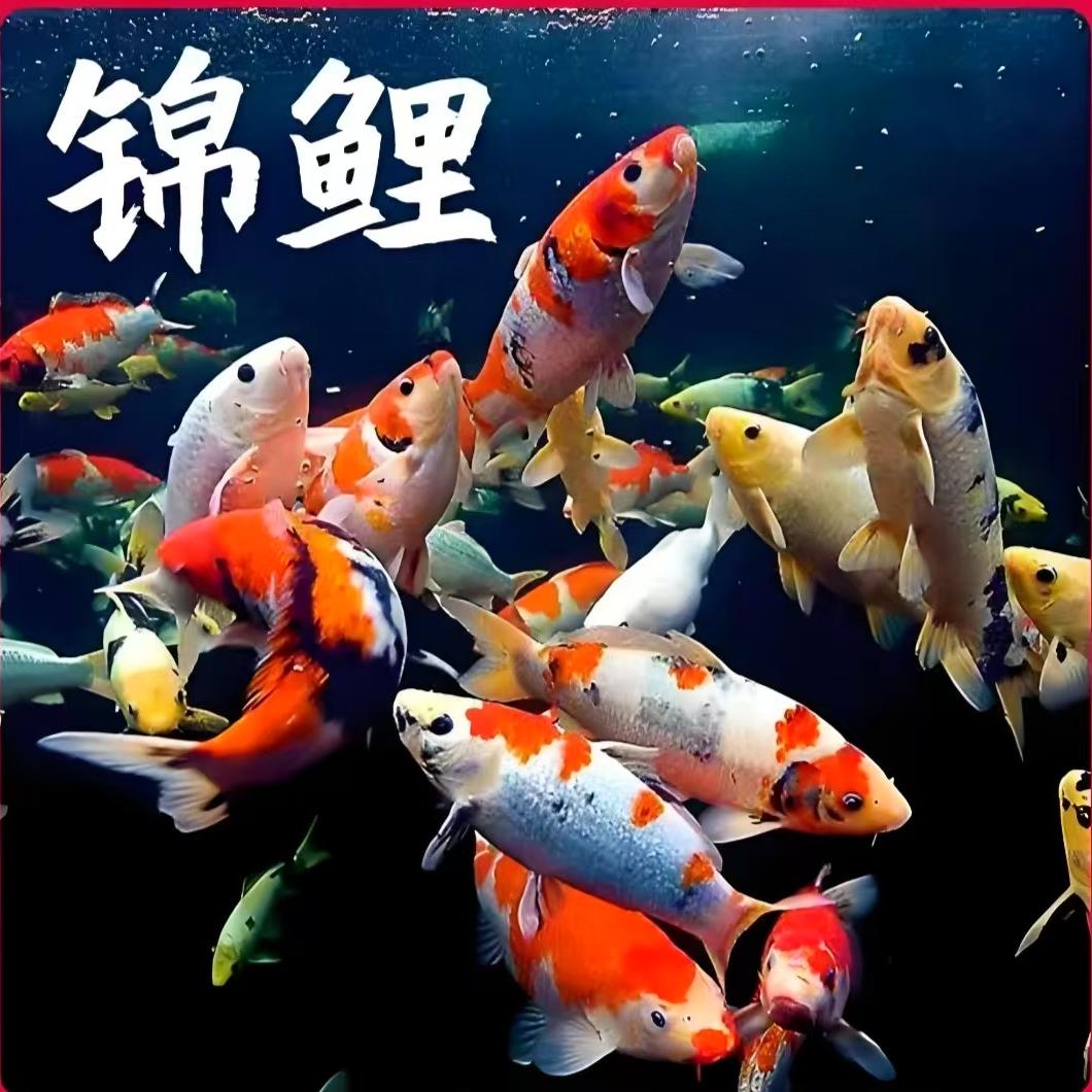 好运鲤坊