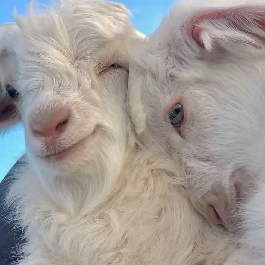 “这有羊”🐏🐑🐐🥩