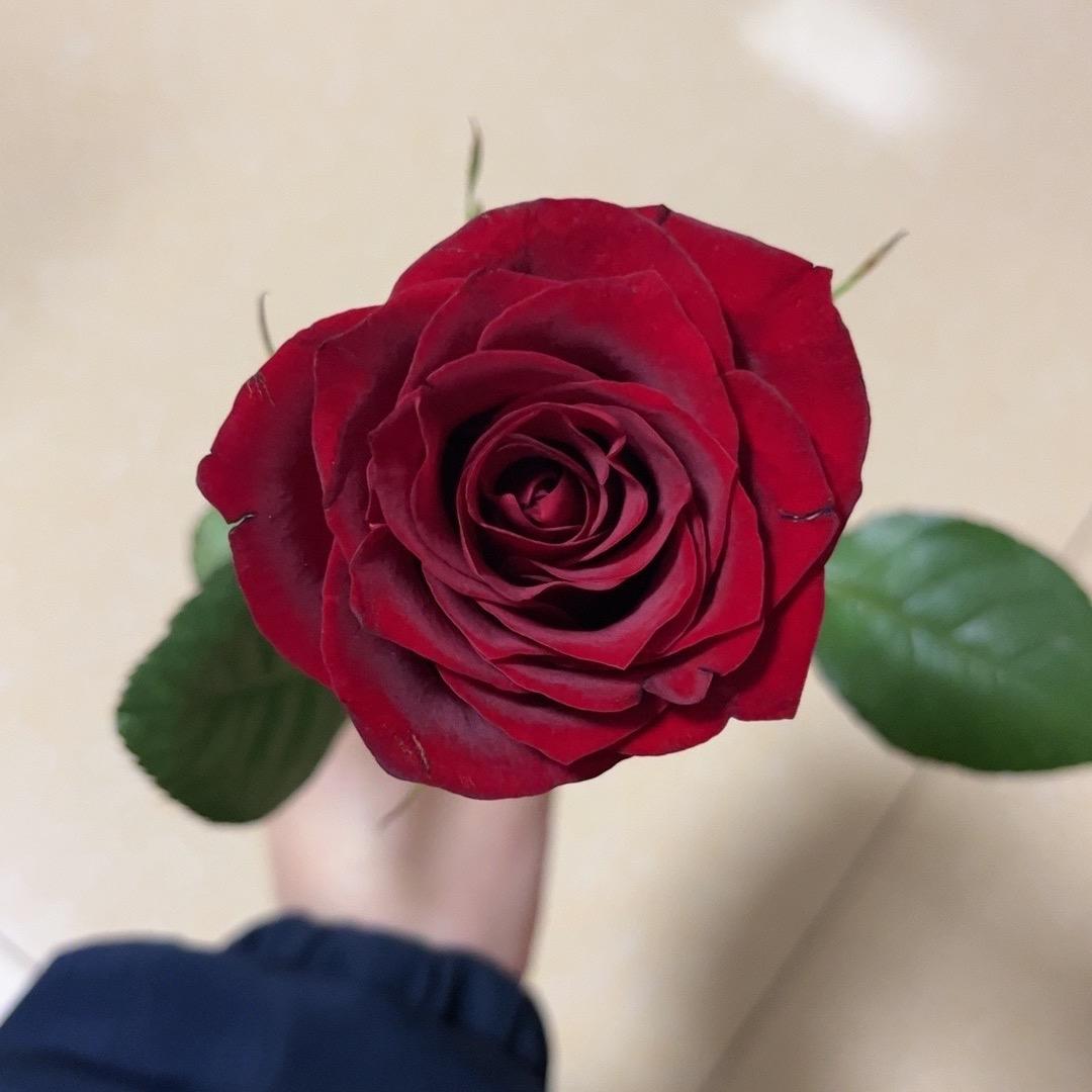 ㅤㅤㅤ   ㅤㅤㅤㅤㅤ ✨