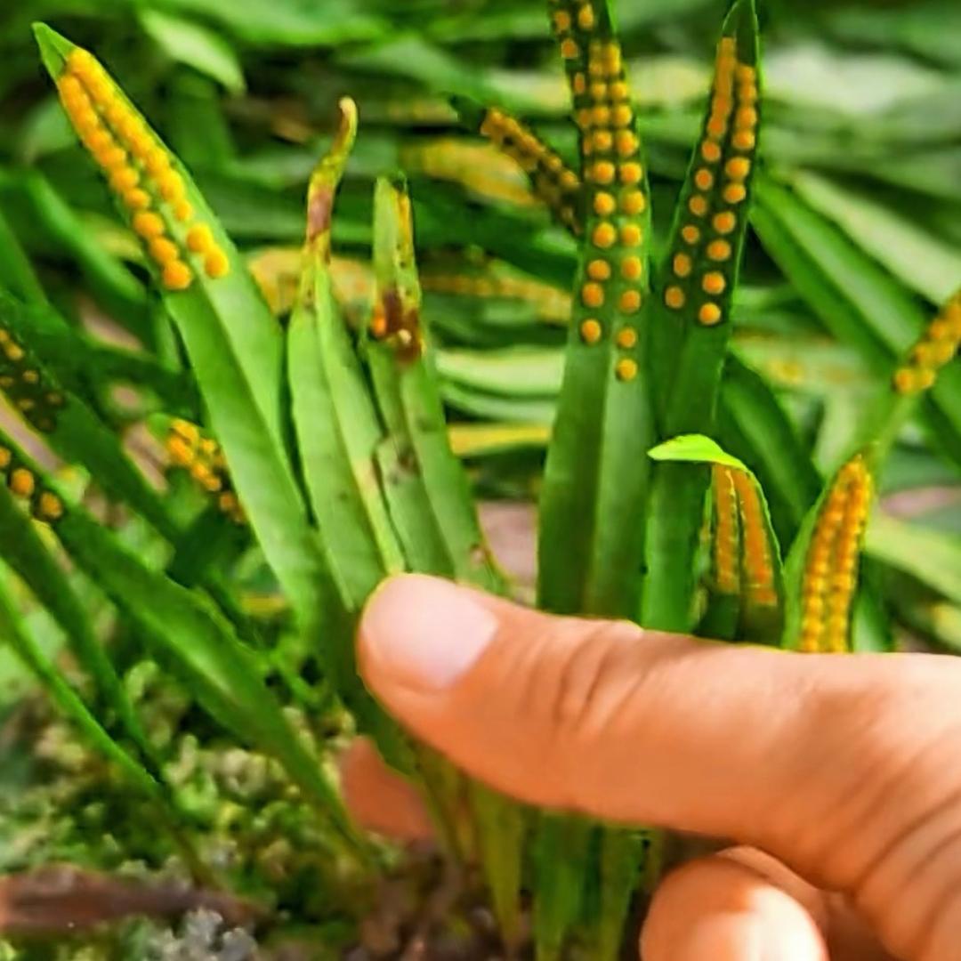 ᨳᩚᤢ⍣ᰔᩚ᭄ℛ不负🍒遇见c