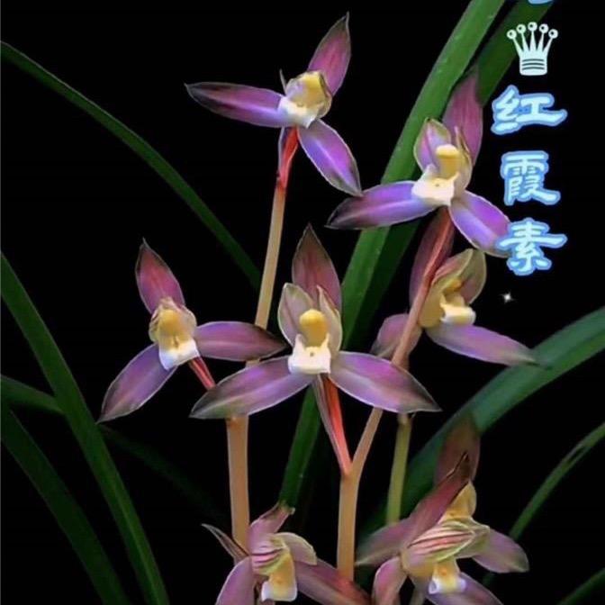 川晓漳州南川花卉有限公司鲜花专卖店