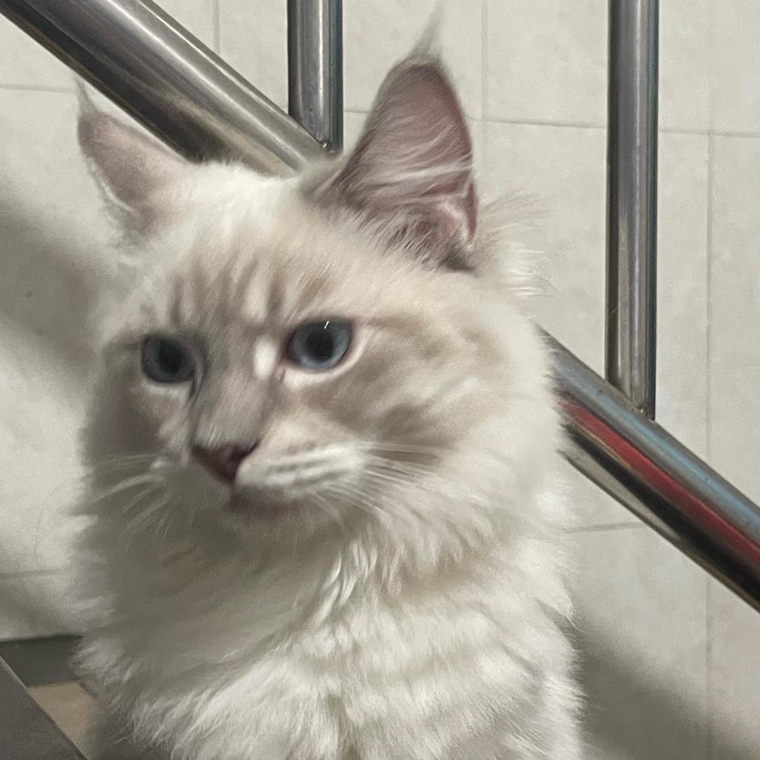 摆烂小狗ʕ •ᴥ•ʔ