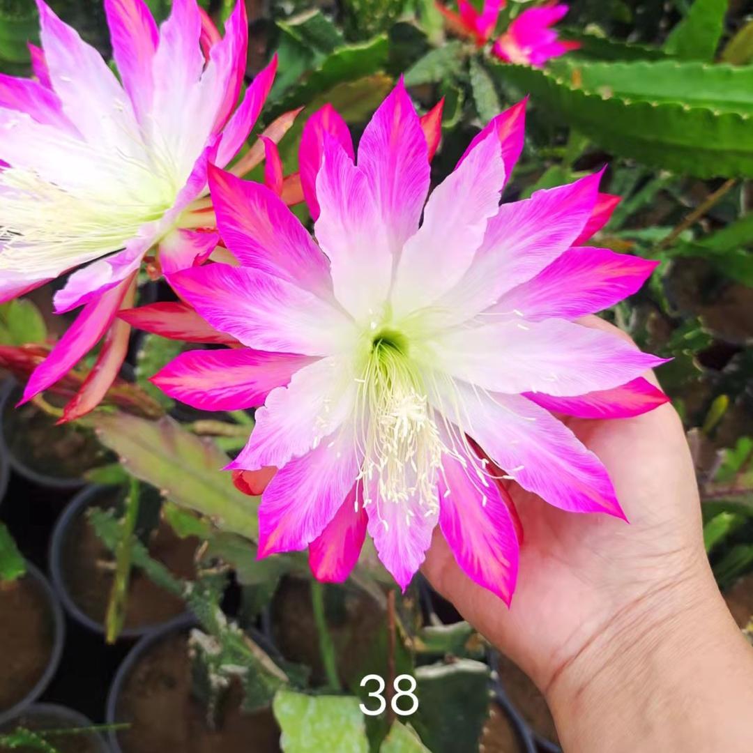 仙人掌嫁接蟹爪兰花