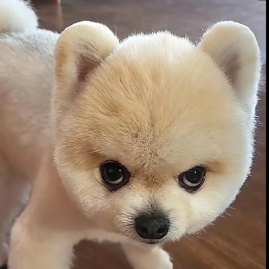 @团子是只狗