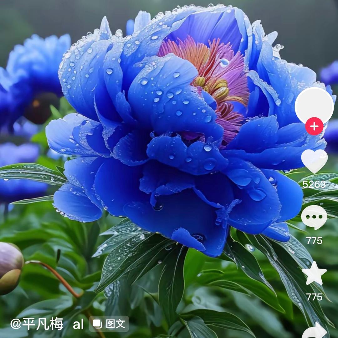 孟孟