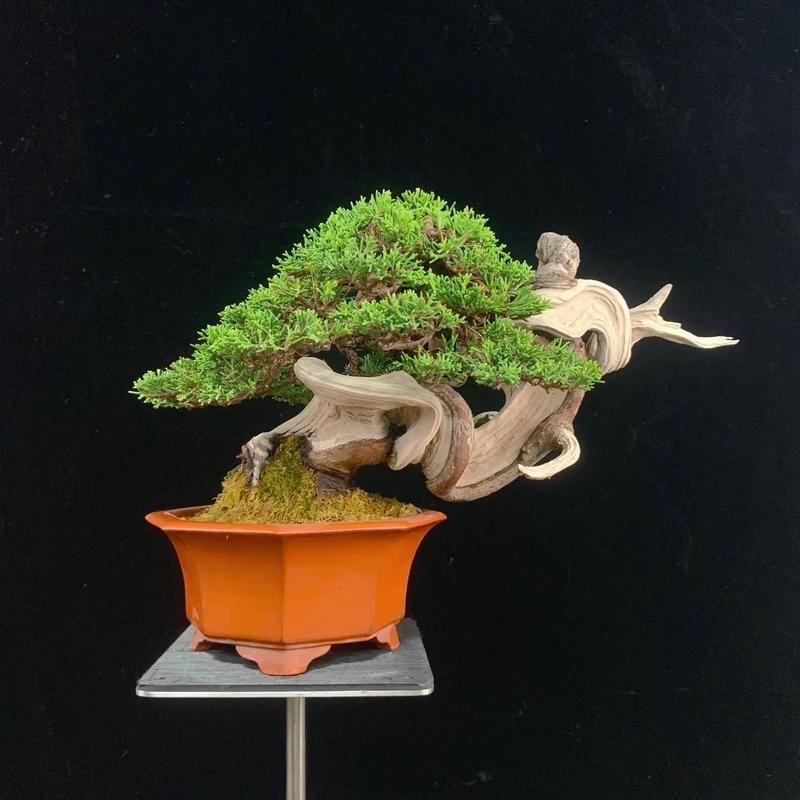 乾（或跃在渊）盆景艺术