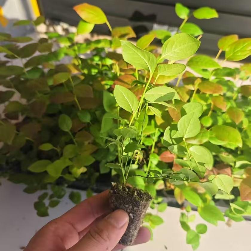 源外园润松专卖店