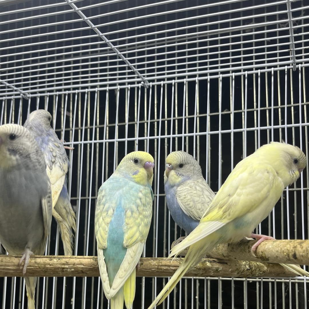 颖达宠物