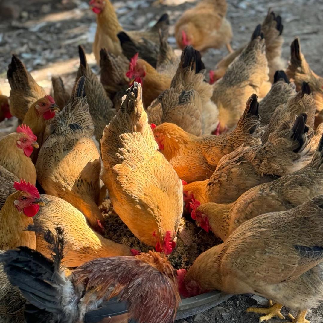 农家土鸡