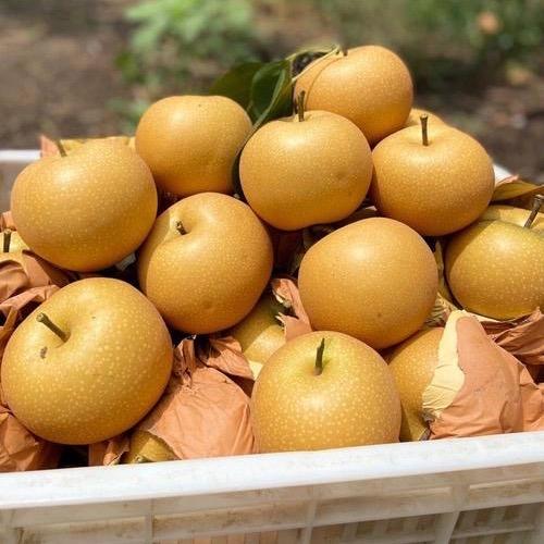 充满阳光的水果