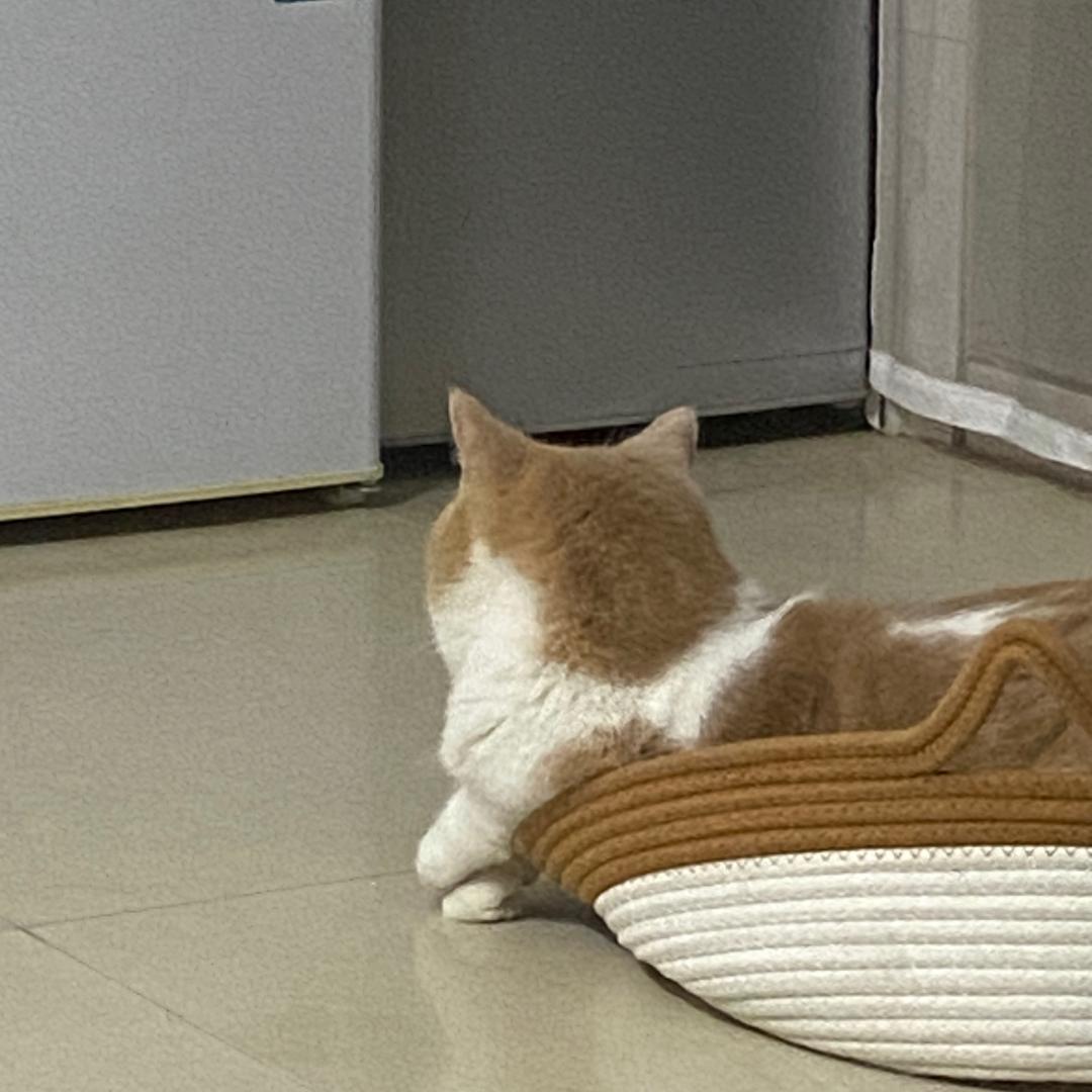 年年有年年
