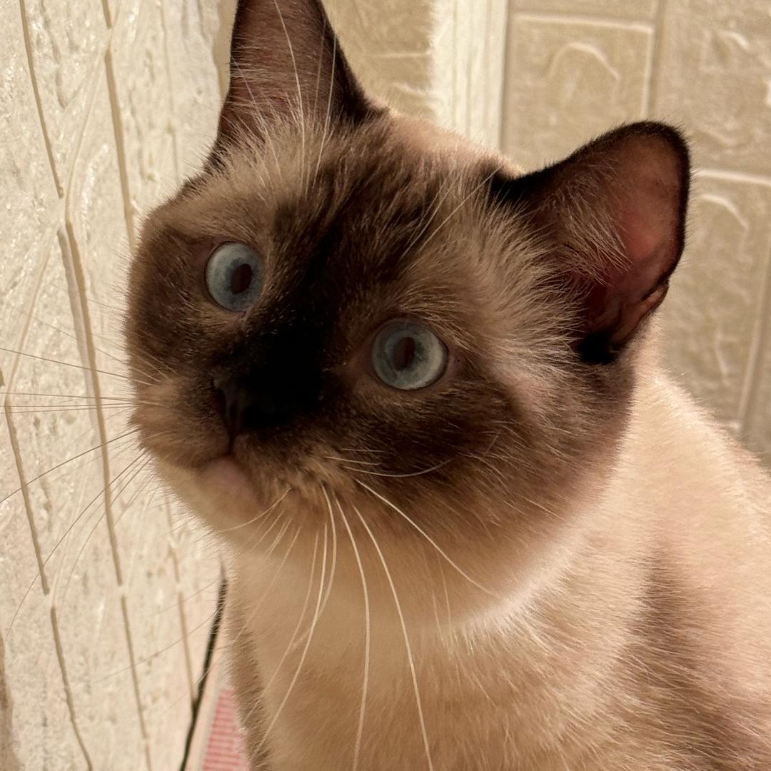 癞蛤蟆想吃大傻批