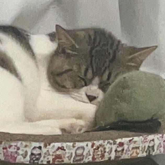 恭喜恭喜你发财