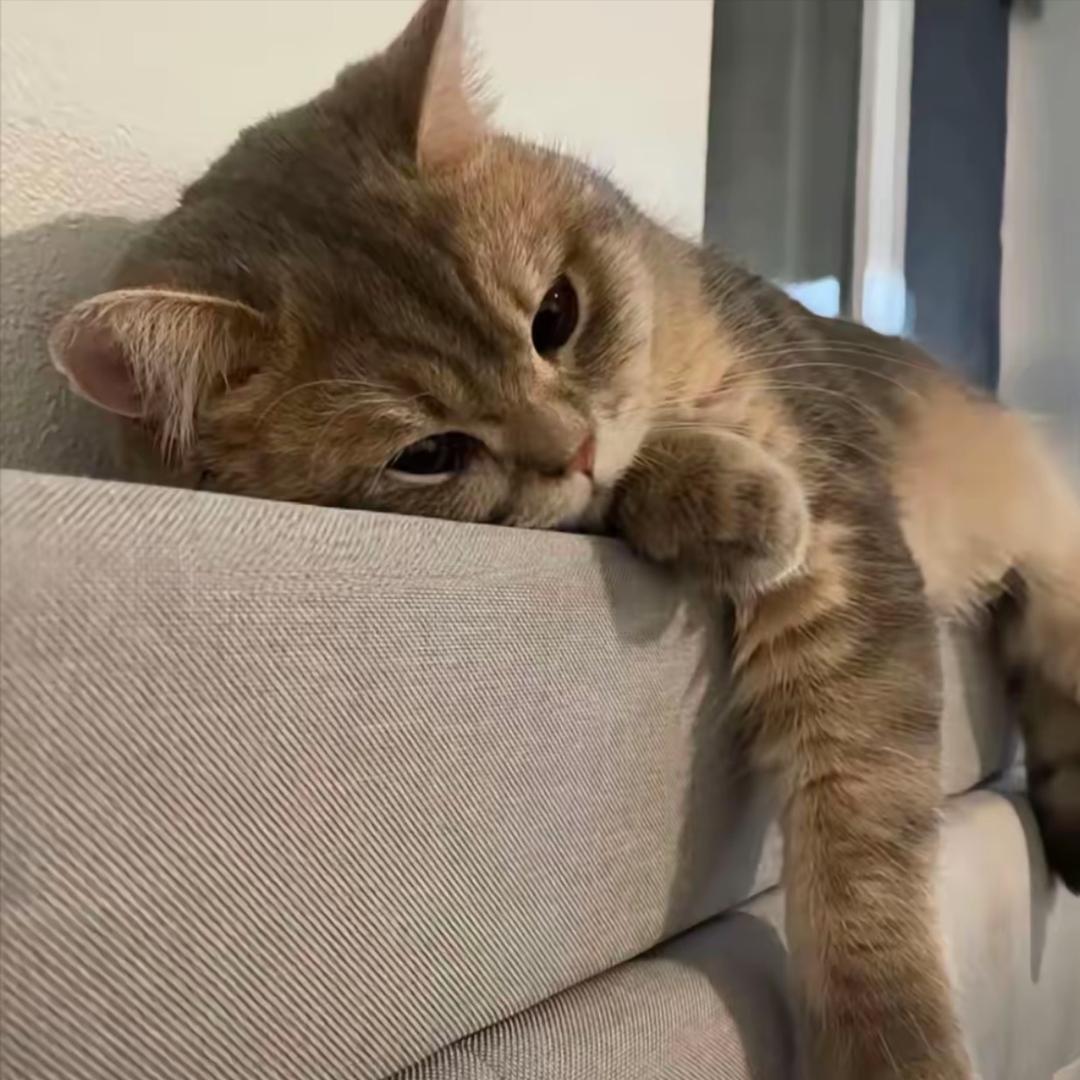 李善云（无畏契约）