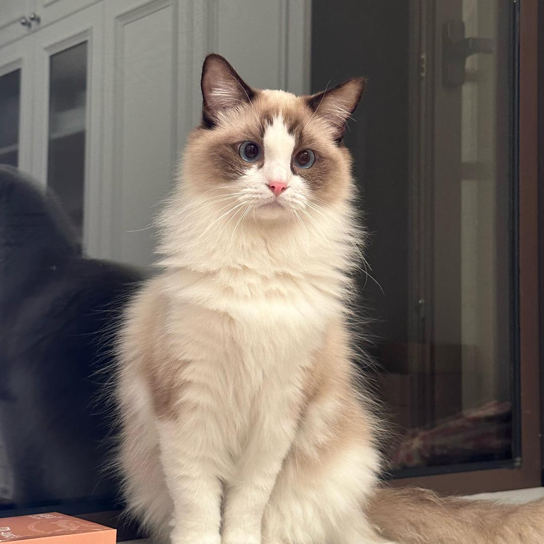 猫妈妈