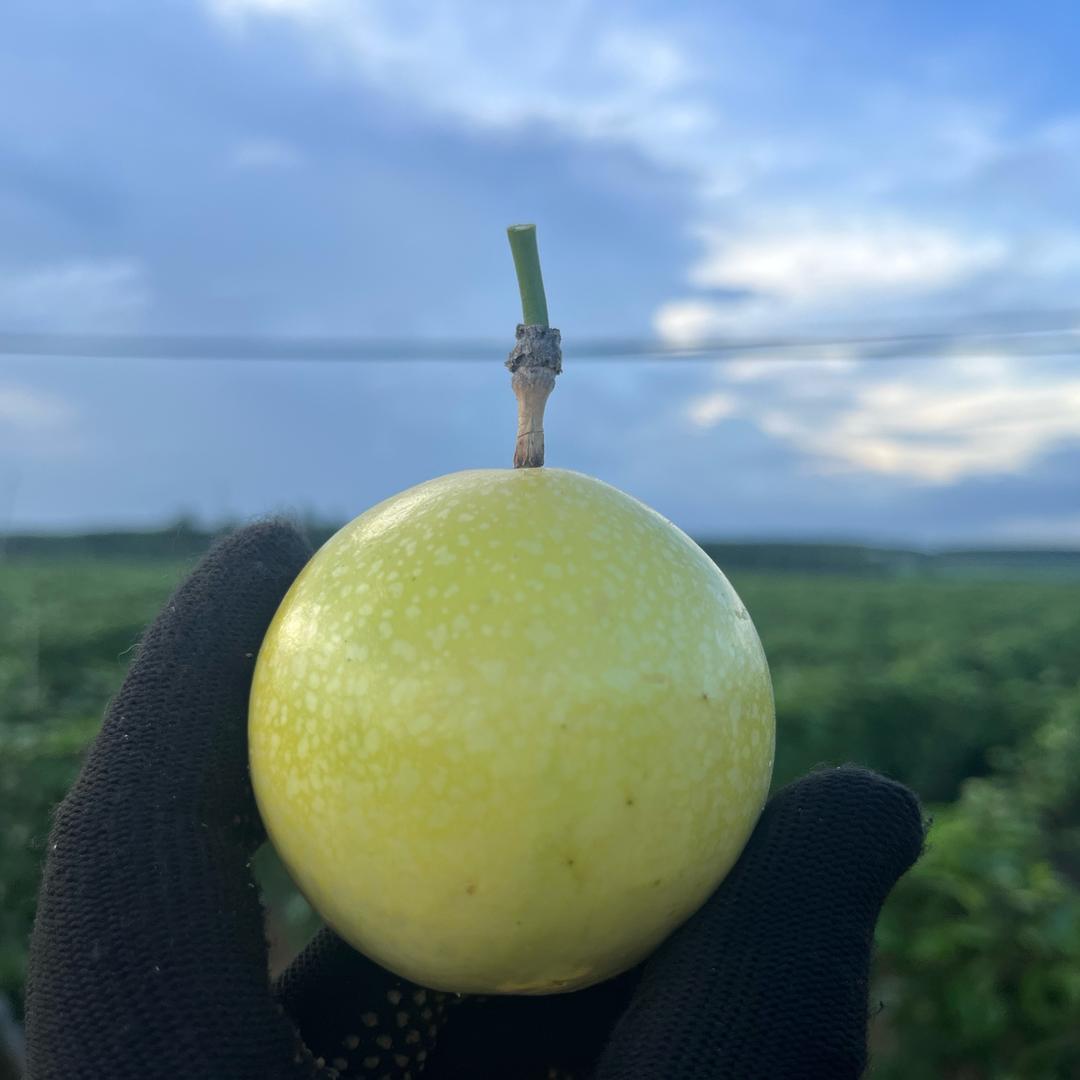 徐闻百香果基地