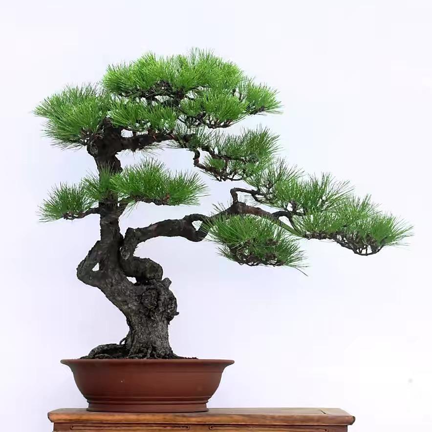 松，的，树