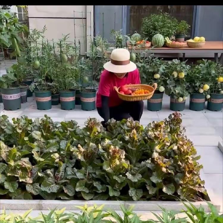 柠檬豆小菜园