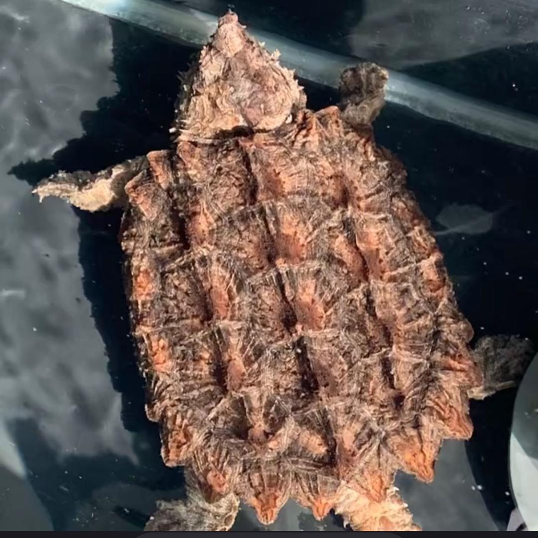 阿木（收退坑龟）