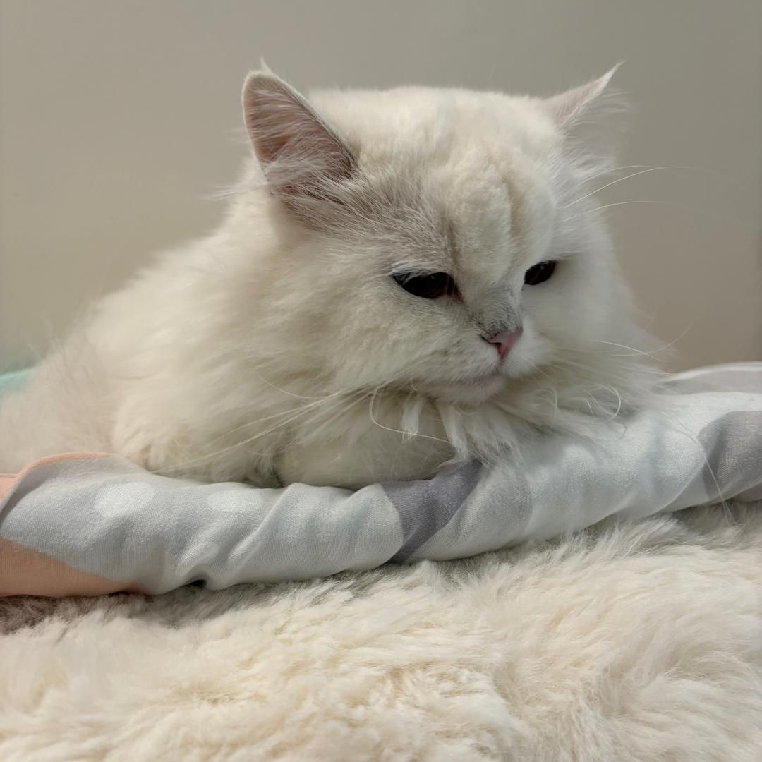 琳᳐小᳐猫᳐੭ 😺