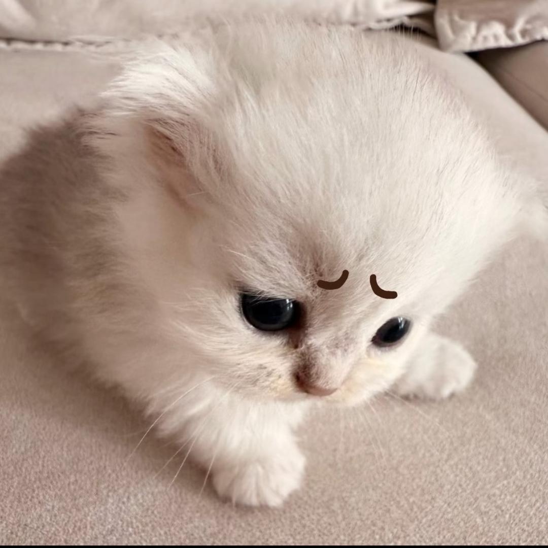 芥末个人