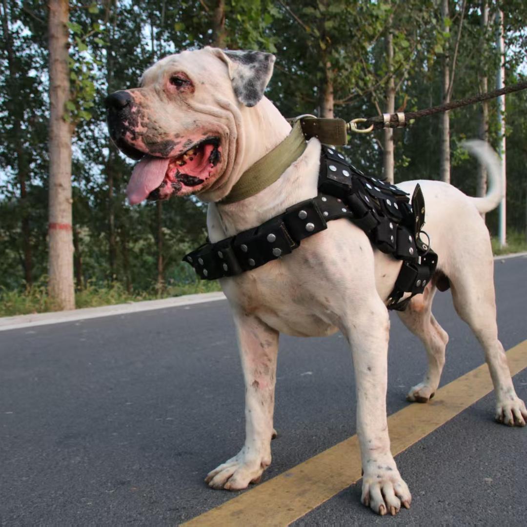 姚三马猛犬用品店