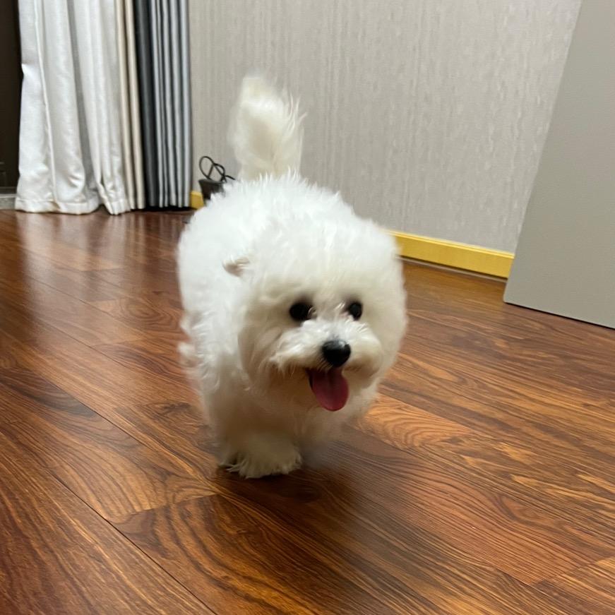 元宝是只憨基米