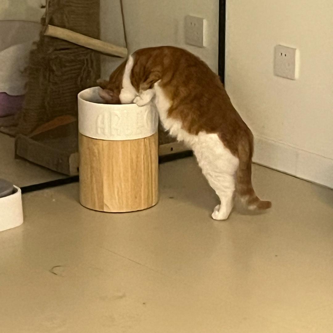 我是无敌的派大星战士