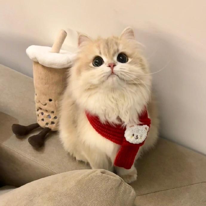 图图猫咪
