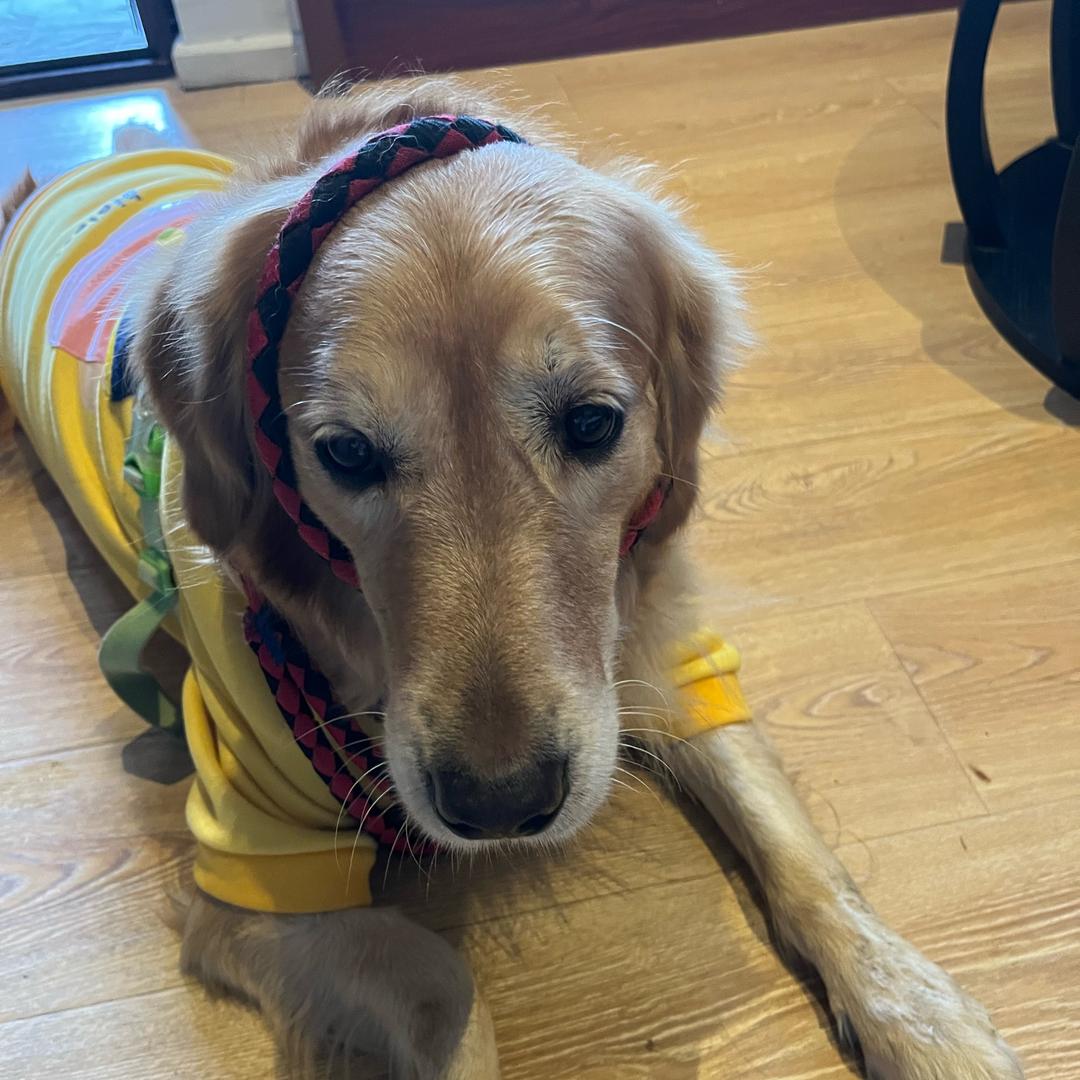 小鸡毛谈股论经（四月版